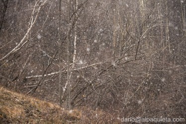 Prima neve