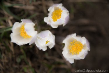 Pulsatilla vernalis