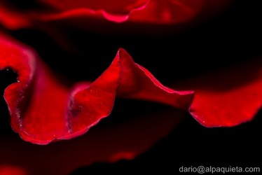 Rosa...