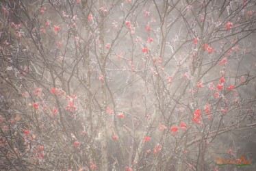 Sorbus aucuparia