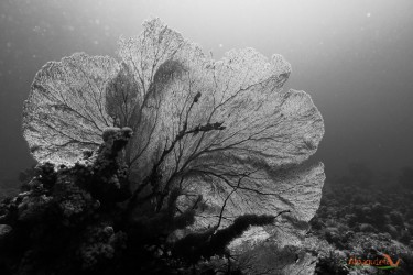 Gorgonia