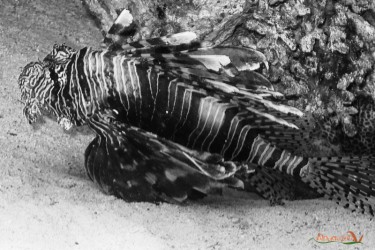 Pesce Leone