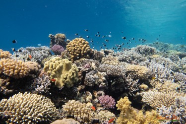 Reef...