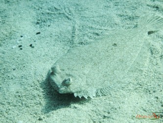 Sogliola