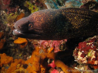 Murena in tana