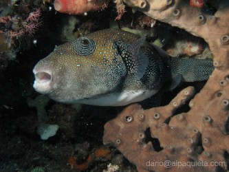 Pesce palla in tana