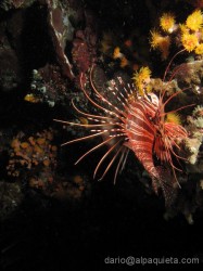Pesce scorpione
