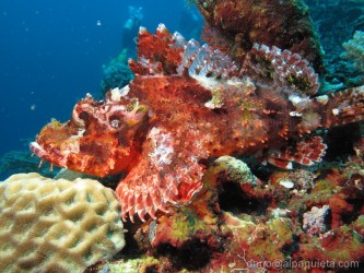 Scorfano rosso