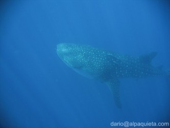 Squalo balena