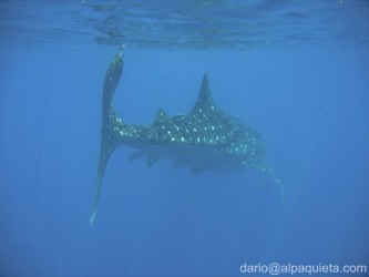 Squalo-balena