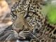 Leopardo