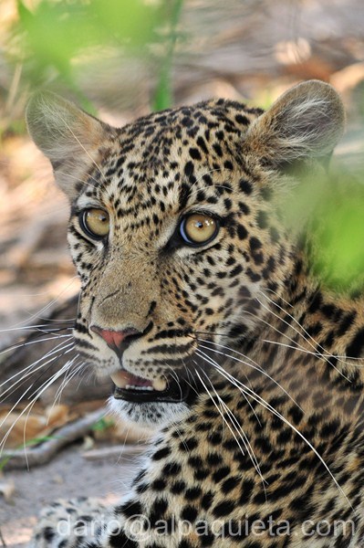 Leopardo